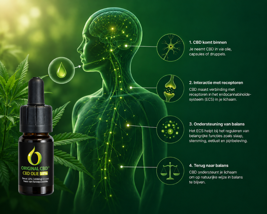 Hoe werkt CBD in je lichaam?